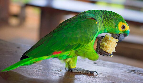 Foto: Sprechender Amazonas-Papagei 