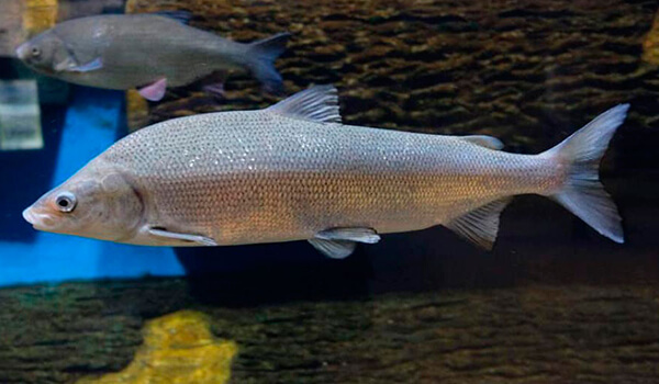 Foto: Whitefish in Russland