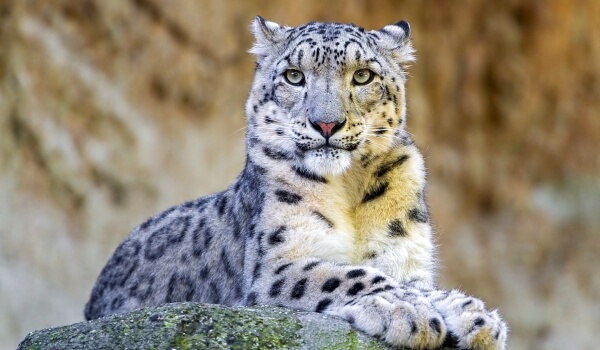 Foto: Snow Leopard