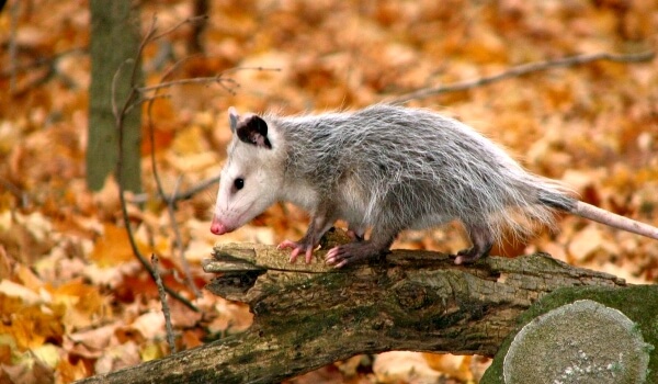 Foto: Opossum