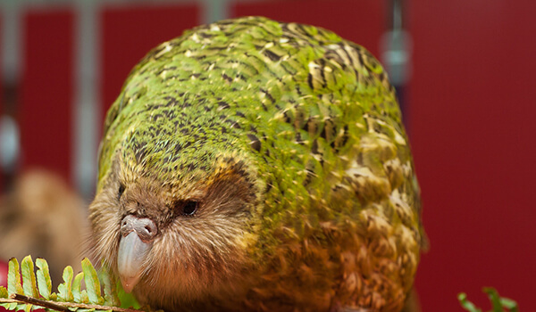Foto: Kakapo-Papagei