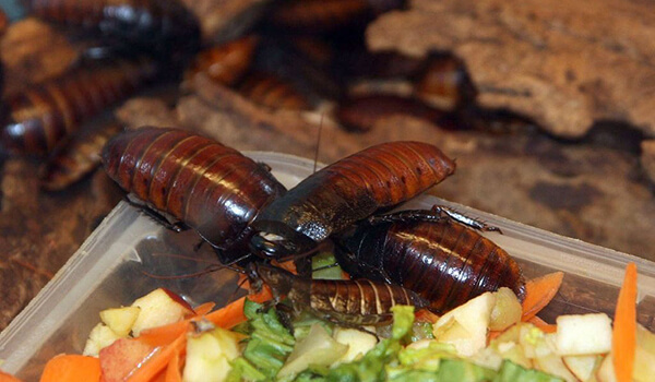 Foto: So sehen Madagaskar-Kakerlaken aus