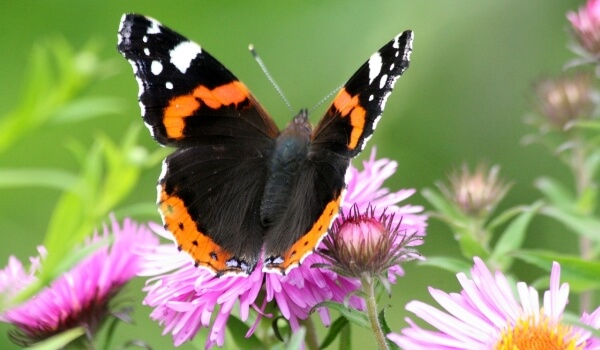 Foto: Butterfly Admiral in Russland 