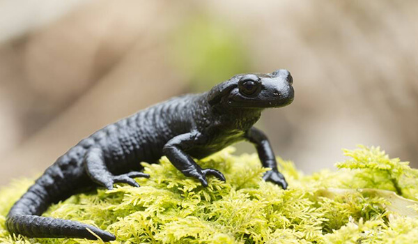 Foto: Salamander