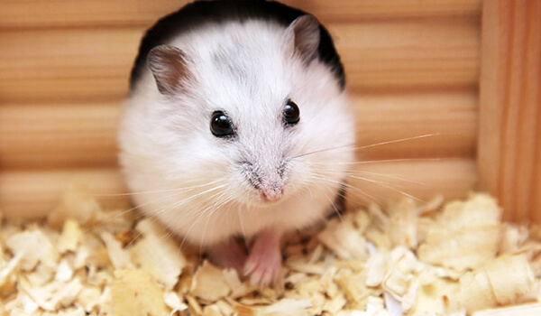 Foto: Weißer Dsungarischer Hamster