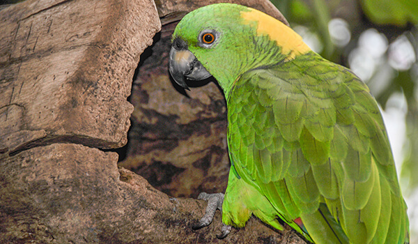 Foto: So sieht ein Amazonas-Papagei aus