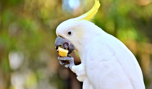 Foto : Weißer Kakadu-Papagei