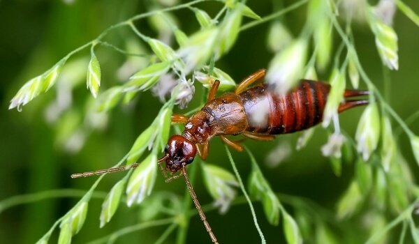 Foto: Zweischwänziges Insekt