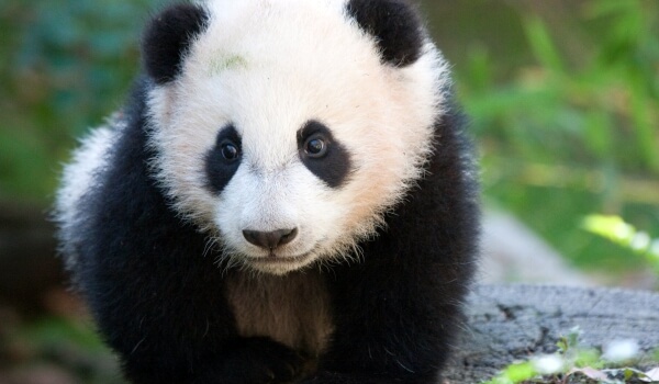 Foto: Giant Panda Animal