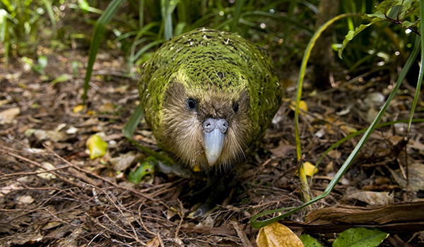 Foto: Kakapo-Vogel