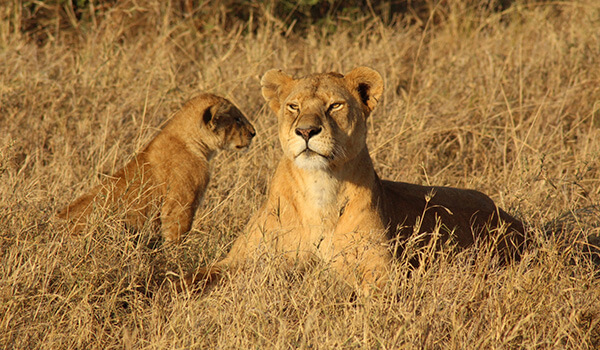 Foto: Weiblicher afrikanischer Löwe