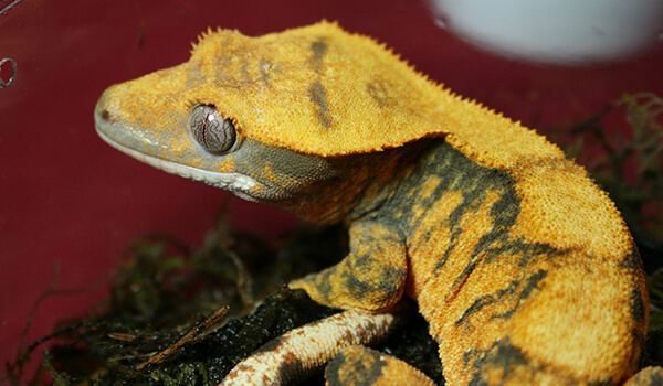 Foto: Bananenfressender Gecko