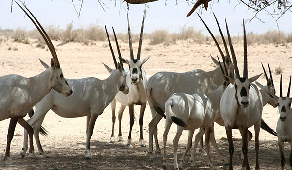 Foto: Arabische Oryxjunge