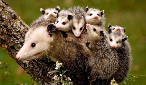 Foto : Baby-Opossums
