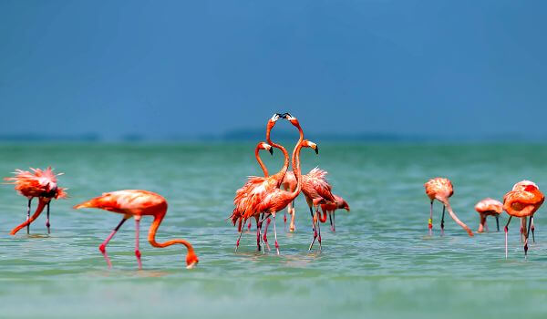 Foto: Flamingo-Tier