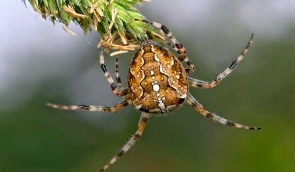 Foto: Spinnenkreuz in Russland