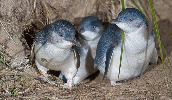 Foto: Kleine Pinguinfamilie