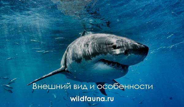 Foto: Megalodon Great Shark