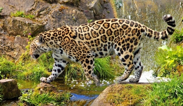  Foto: Jaguar