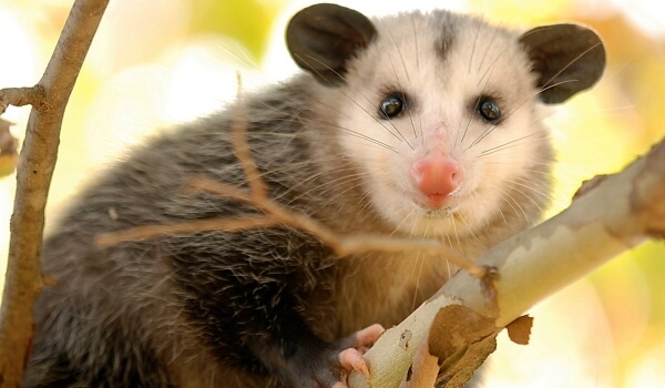 Foto: Großes Opossum