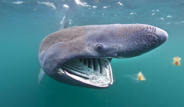 Foto: Riesenhai im Wasser