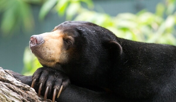 Foto: Malaiischer Bär