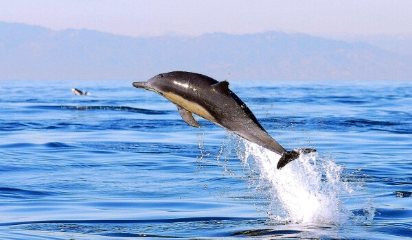 Foto: Weißkopfdelfin aus dem Roten Buch