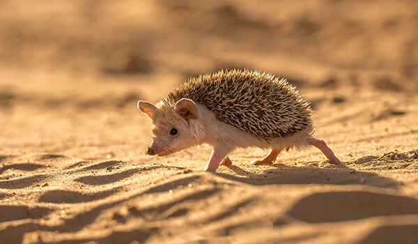 Foto: Langohrigel in der Wüste