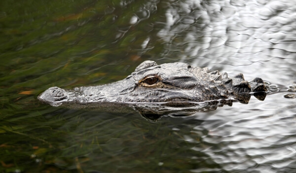 Foto: Alligator im Wasser