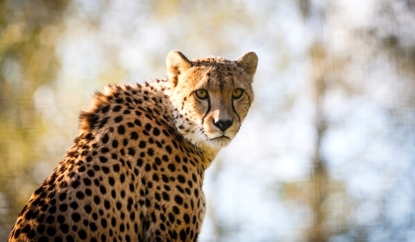 Foto: Tierischer Gepard