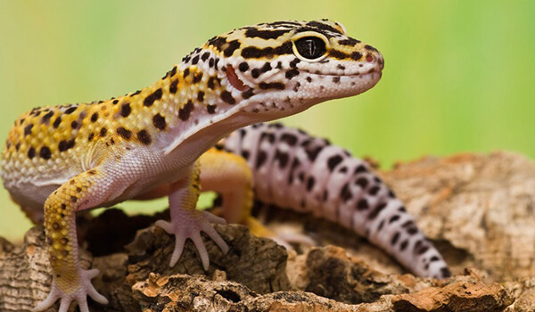 Foto: Eublefar-Gecko
