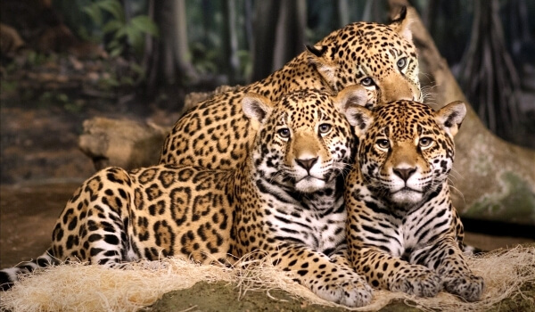 Foto: Jaguar-Tier