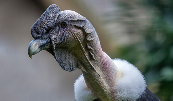 Foto: Andenkondorvogel