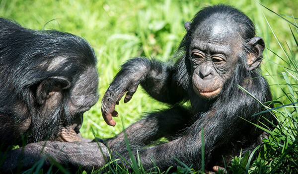 Foto: Bonobo-Baby