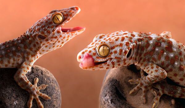 Foto: Gefleckter Gecko