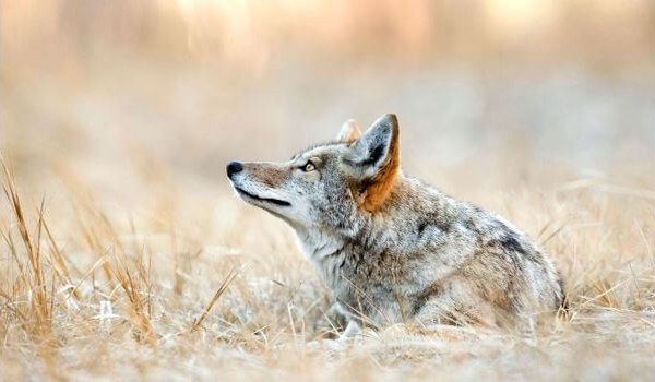 Foto: Animal Coyote