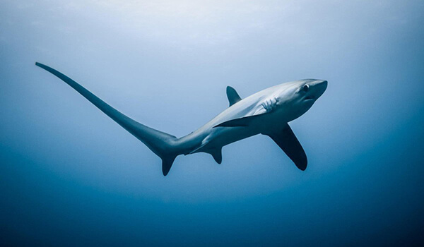 Foto: So sieht ein Großaugen-Fuchshai aus