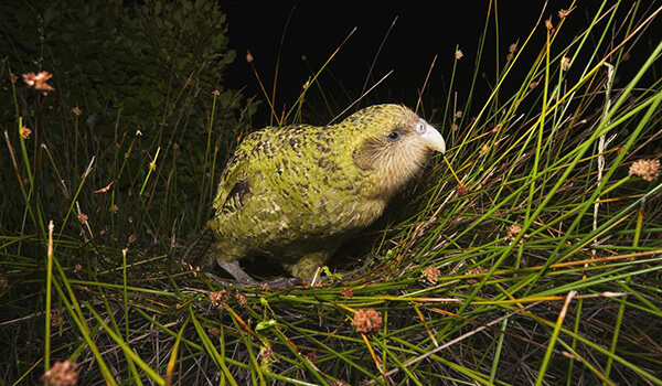  Foto: Kakapo aus dem Roten Buch