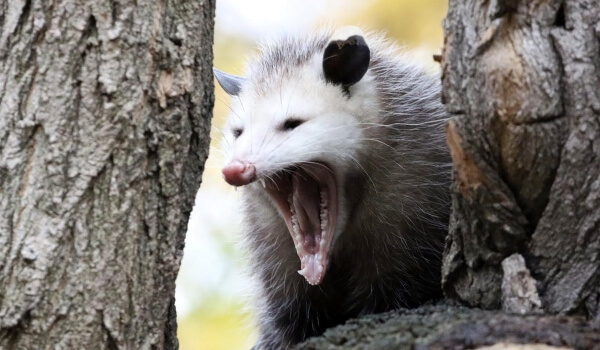 Foto: Funny Opossum