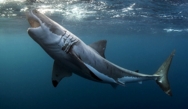 Foto: Maul des Weißen Hais