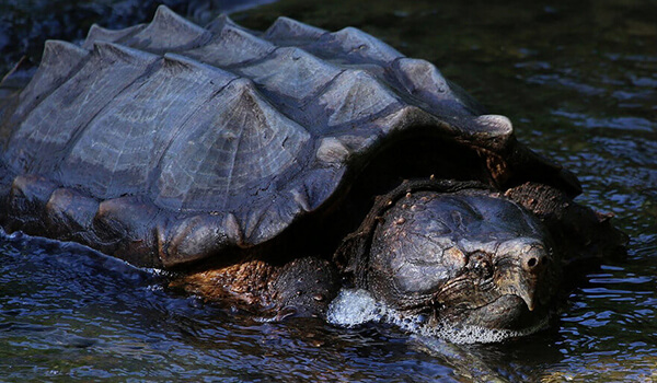 Foto: Geierschildkröte in der Natur