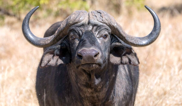 Foto: Afrikanischer Büffel