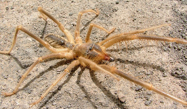 Foto: So sieht eine Phalanx-Spinne aus