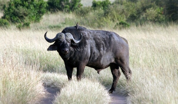 Foto: Afrikanisches Büffeltier