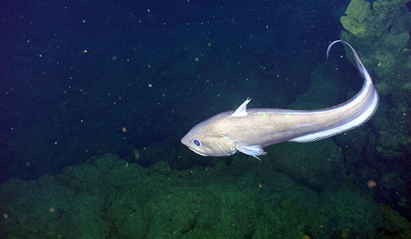 Foto: Grenadierfisch