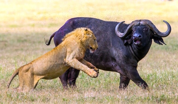 Foto: Afrikanischer Büffel vs. Löwe