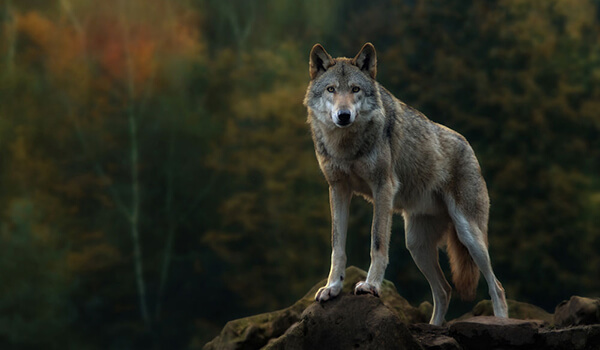 Foto: So sieht ein grauer Wolf aus