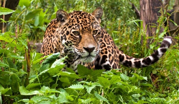 Foto: Tierischer Jaguar