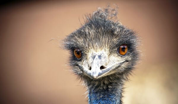 Foto: Emu