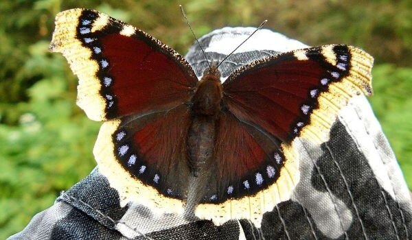 Foto: Trauer Schmetterling aus dem Roten Buch